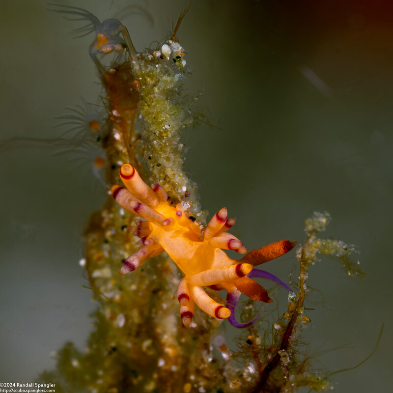 Coryphellina sp.1 (Coryphellina sp.1)