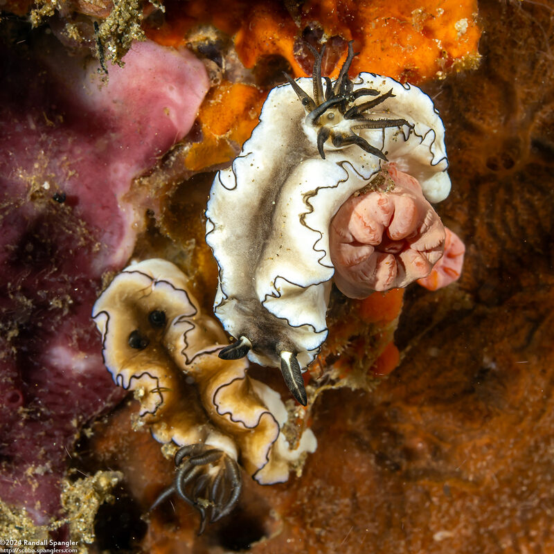 Doriprismatica atromarginata (Dark Margin Glossodoris)