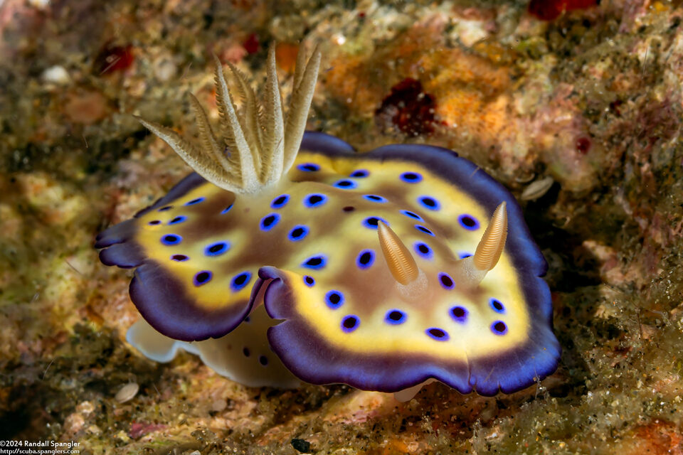 Goniobranchus kuniei (Kunie's Chromodoris)