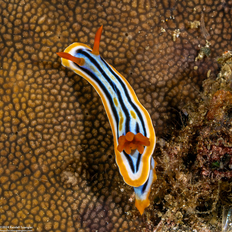 Chromodoris colemani (Coleman's Chromodoris)