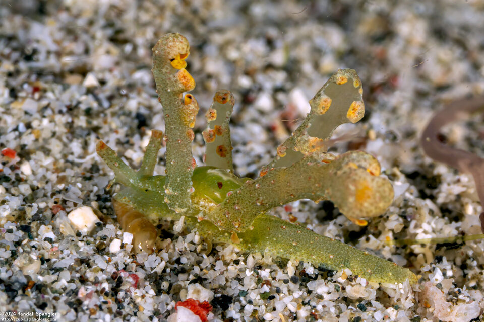 Lobiger sp.1 (White-Spotted Lobiger)