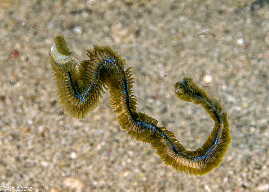 Phyllodocidae sp.1 (Phyllodocidae sp.1)