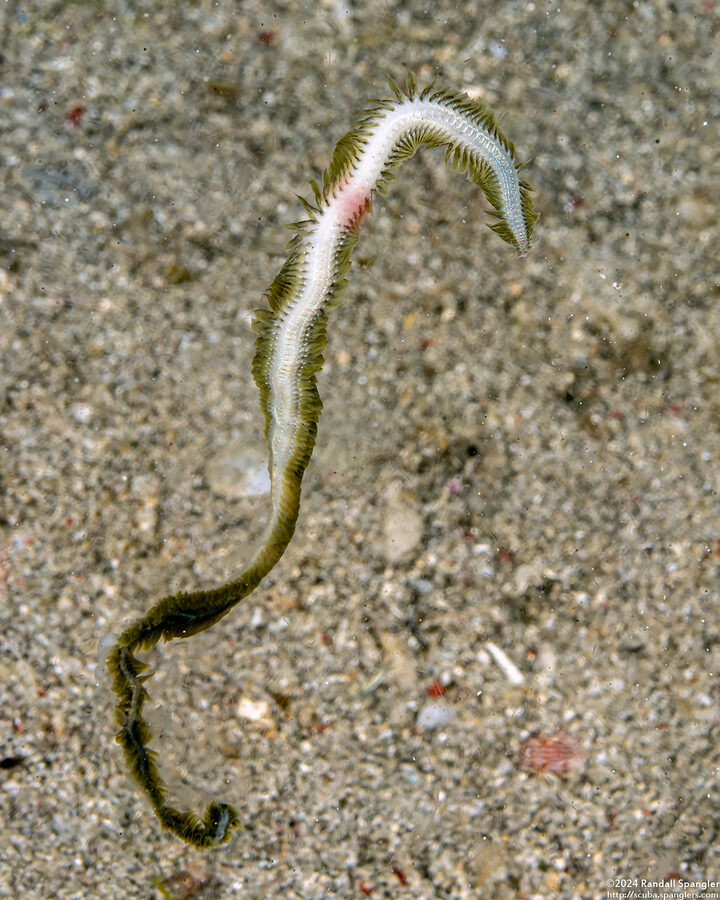 Phyllodocidae sp.1 (Phyllodocidae sp.1)