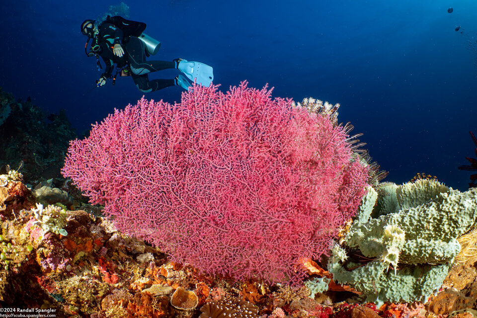 Muricella sp.2 (Muricella sp.2)