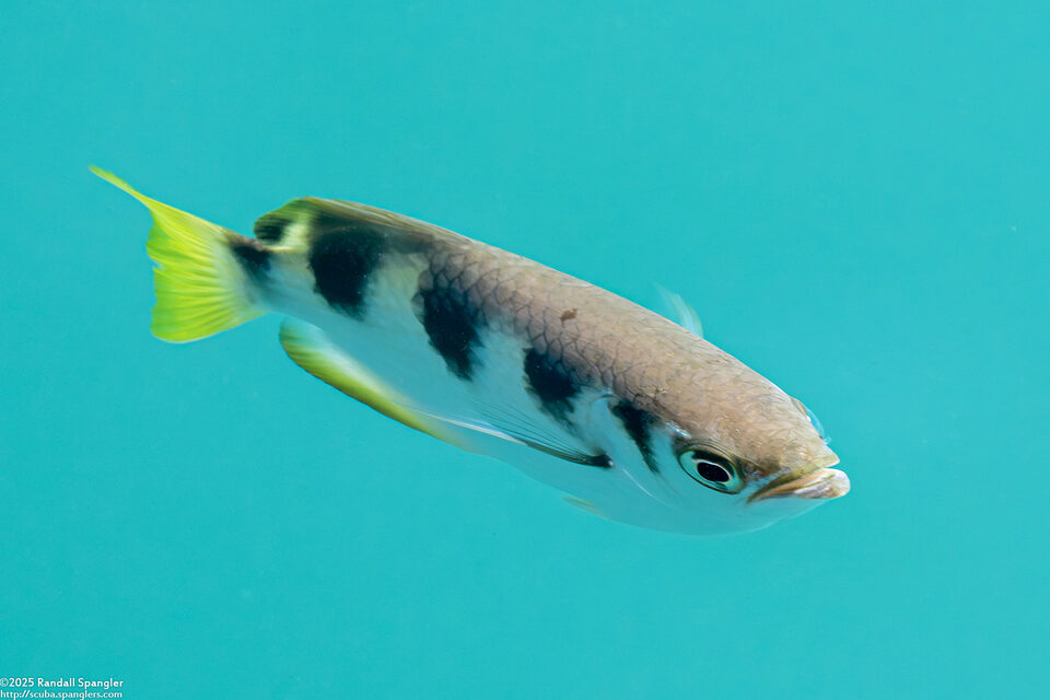 Toxotes jaculatrix (Banded Archerfish)