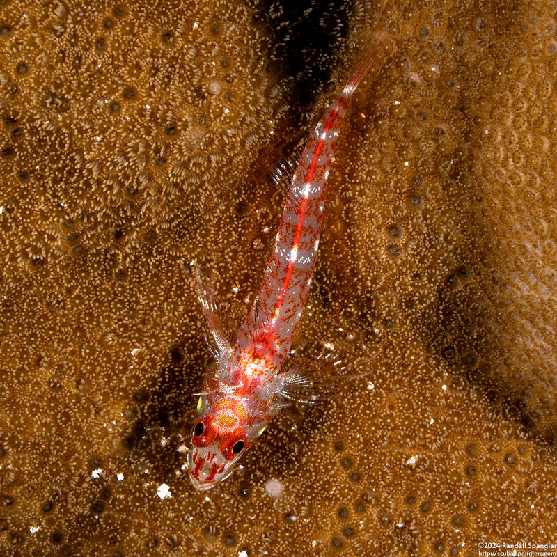 Helcogramma trigloides (Scarf Triplefin)