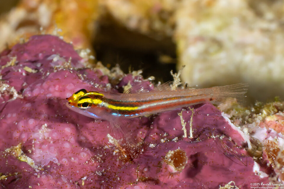 Eviota mikiae (Yellow and White Striped Pygmygoby)