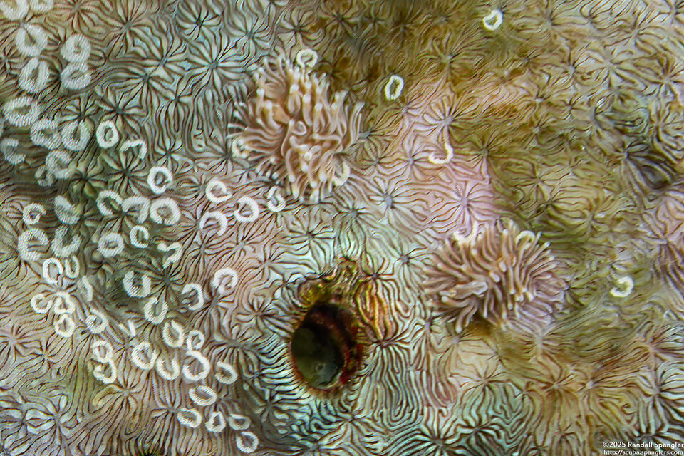 Tenellia viei (Cryptic Tenellia)