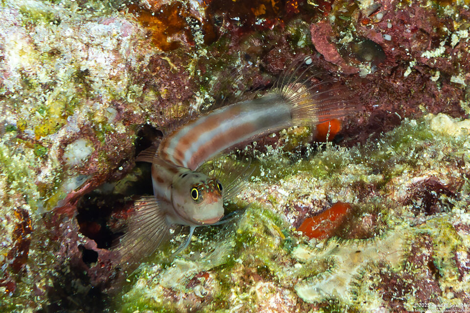 Ecsenius lubbocki (Lubbock's Coralblenny)