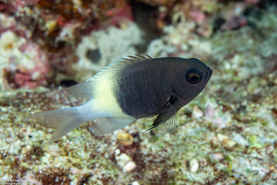 Pycnochromis fieldi (Indian Half-and-Half Chromis)