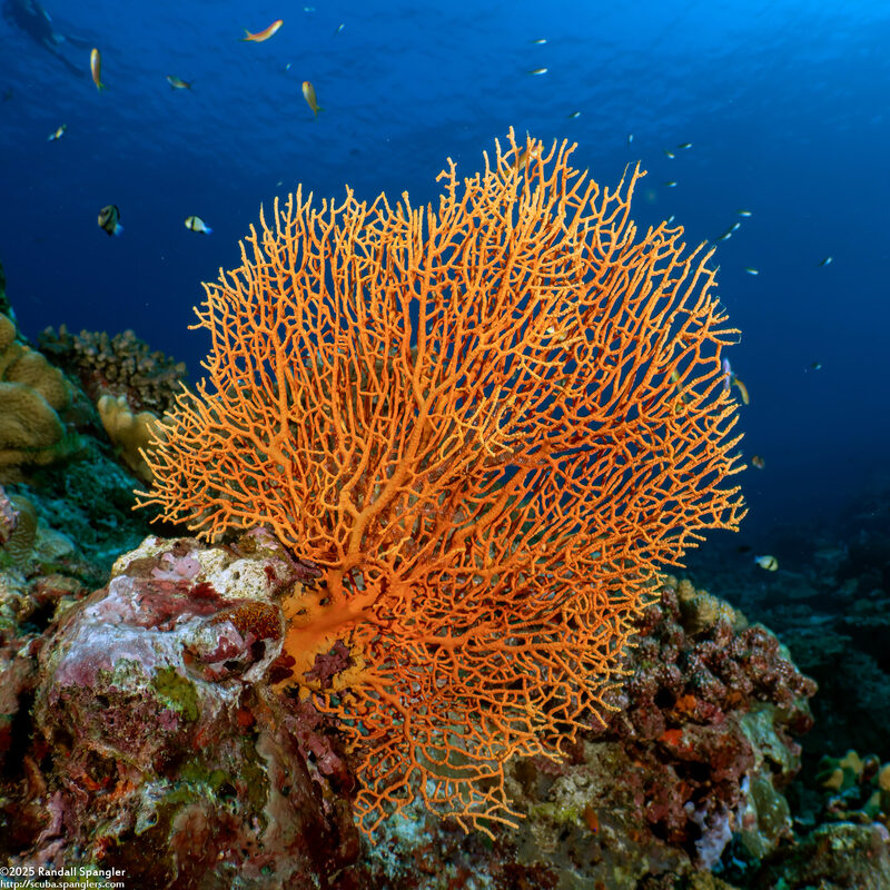 Annella mollis (Giant Sea Fan)