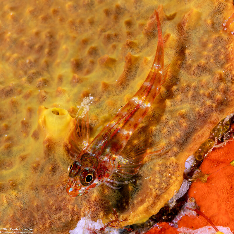 Helcogramma rhinoceros (Rhinoceros Triplefin)
