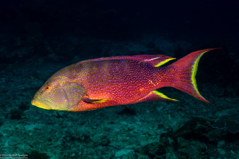 Variola louti (Yellow-Edged Lyretail)