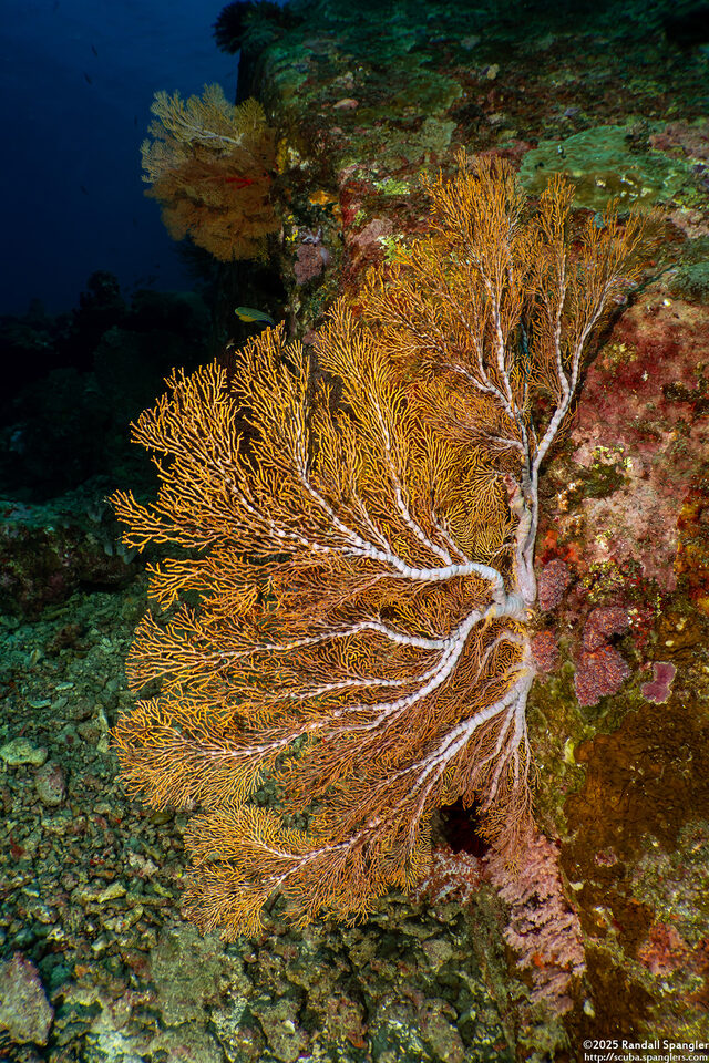 Subergorgia sp.1 (Subergorgia)