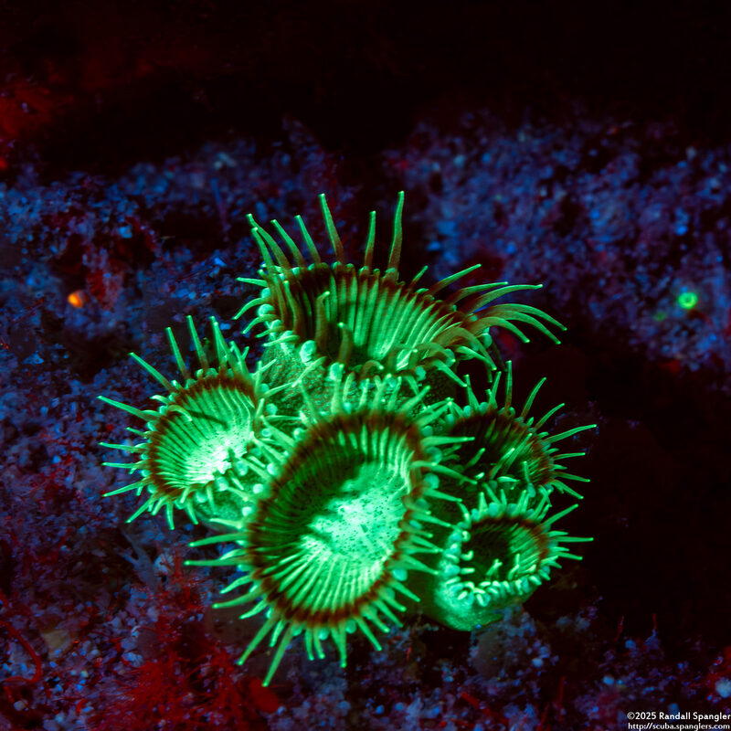 Palythoa sp.1 (Palythoa sp.1)