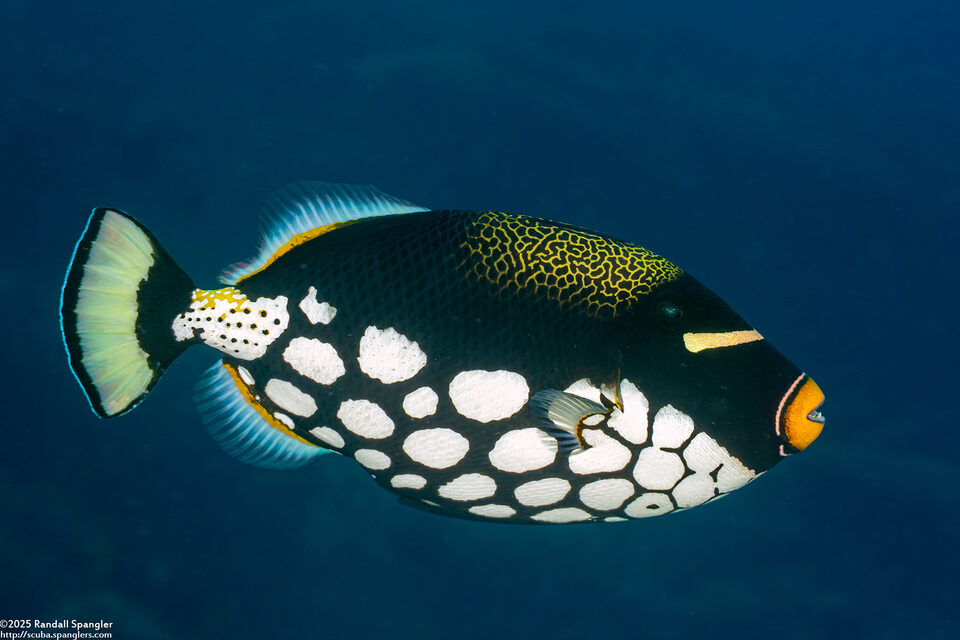 Balistoides conspicillum (Clown Triggerfish)