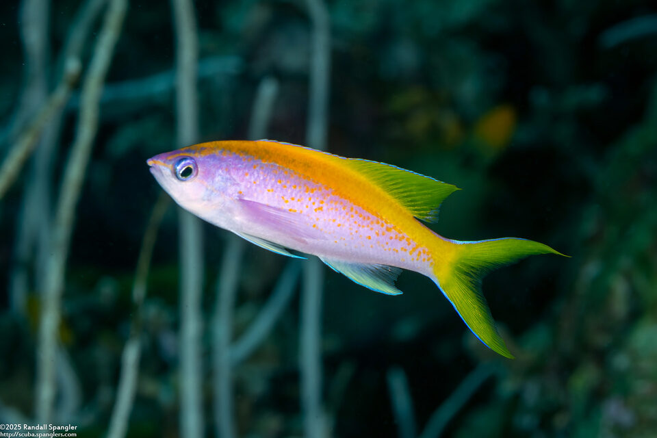 Pseudanthias evansi (Yellowback Anthias)