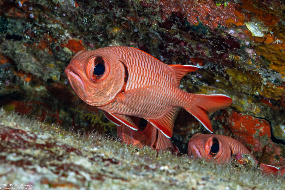 Myripristis berndti (Bigscale Soldierfish)