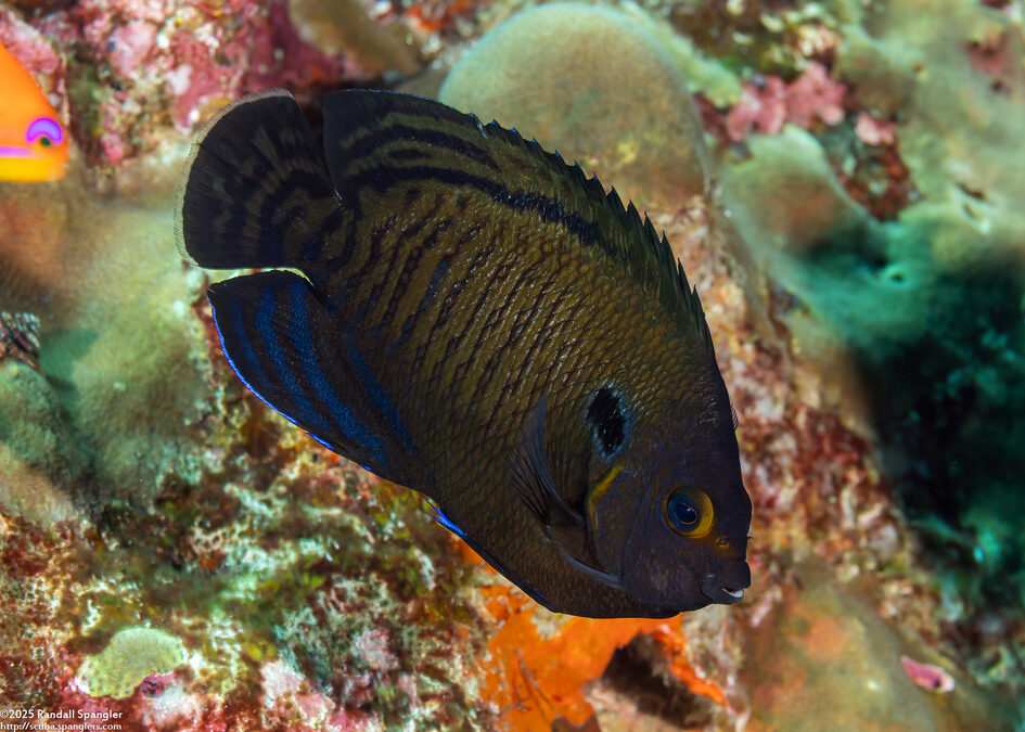 Centropyge multispinis (Brown Pygmy Angelfish)