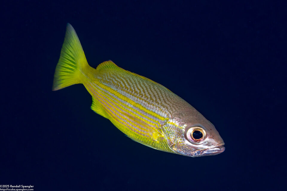 Lutjanus lutjanus (Bigeye Snapper)
