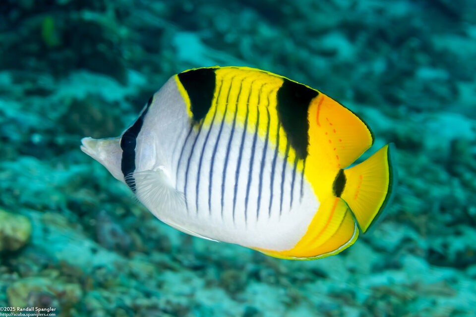 Chaetodon falcula (Saddleback Butterflyfish)