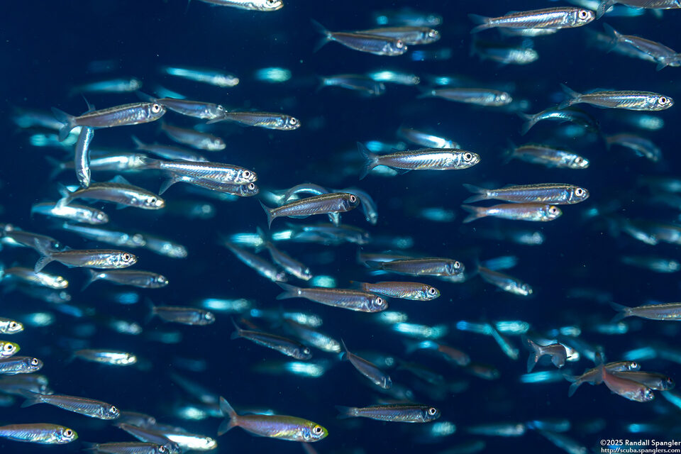 Atherinomorus lacunosus (Robust Silverside)