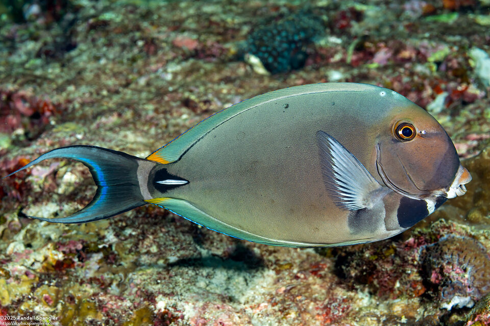 Acanthurus leucocheilus (Pale-Lipped Surgeonfish)