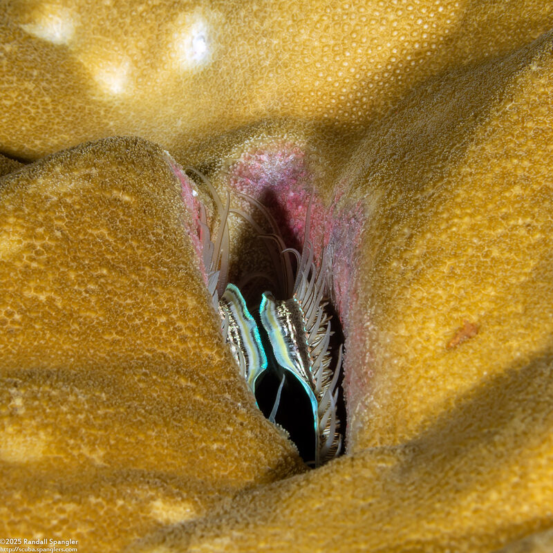 Pedum spondyloideum (Iridescent Scallop)