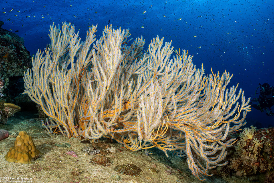 Subergorgia suberosa (Subergorgia Suberosa)