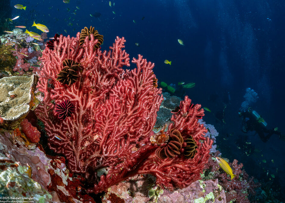 Euplexaura sp.2 (Euplexaura sp.2)