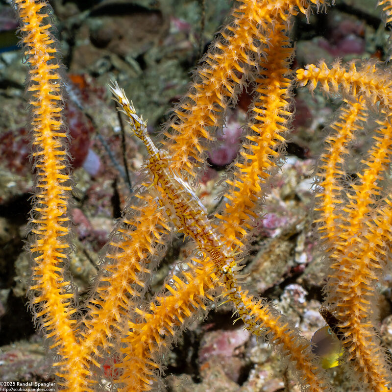Solenostomus paradoxus (Ornate Ghost Pipefish)
