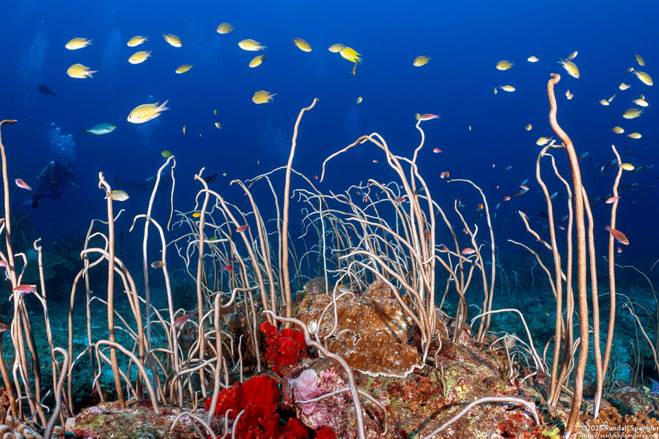 Junceella fragilis (Whip Coral)