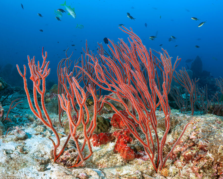 Ctenocella pectinata (Red Whip Coral)