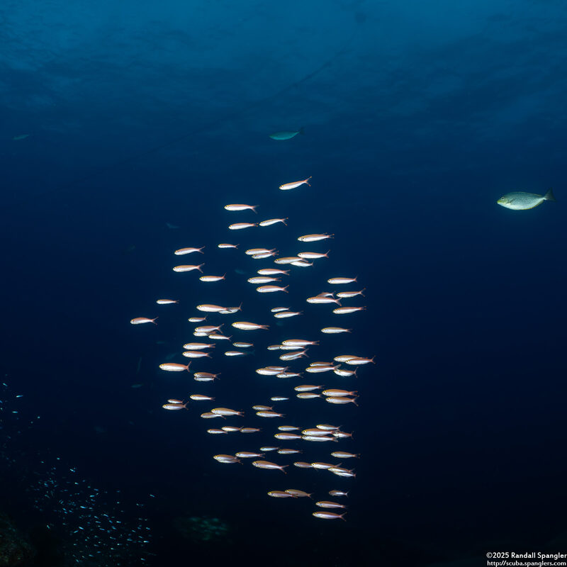 Pterocaesio pisang (Ruddy Fusilier)