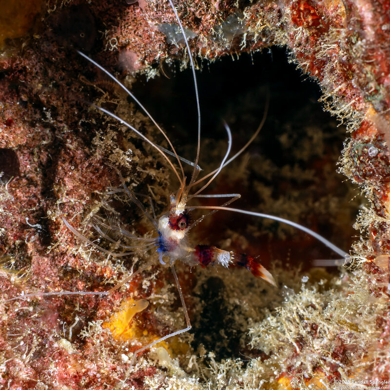 Stenopus hispidus (Banded Coral Shrimp)