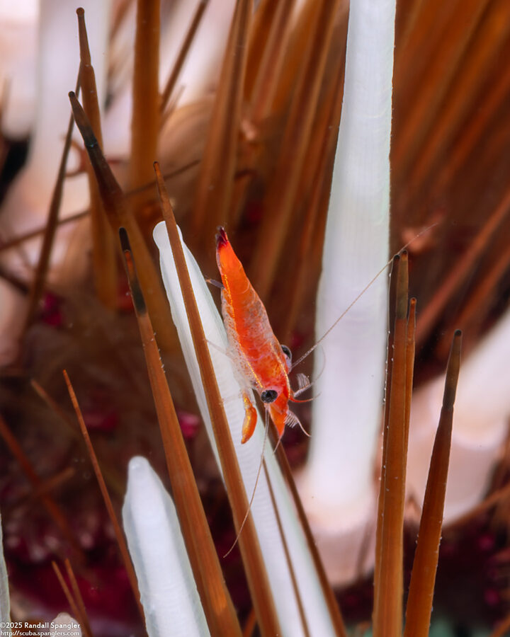 Tuleariocaris zanzibarica (Zanzibar Urchin Shrimp)