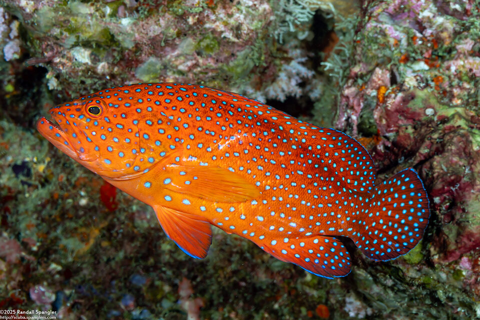 Cephalopholis miniata (Coral Grouper)