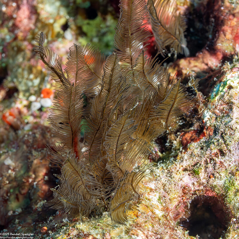 Gymnangium hians (Feather Hydroid)