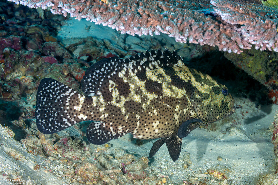 Epinephelus coioides (Orange-Spotted Grouper)