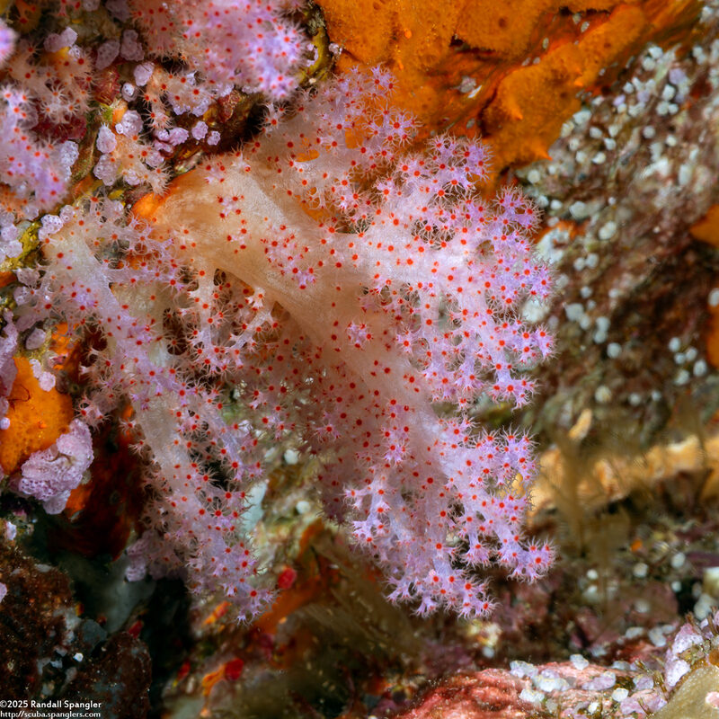 Scleronephthya sp.1 (Scleronephthya sp.1)