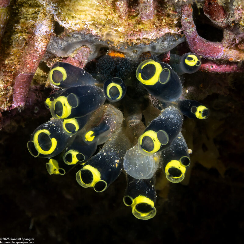 Clavelina robusta (Robust Clavelina)