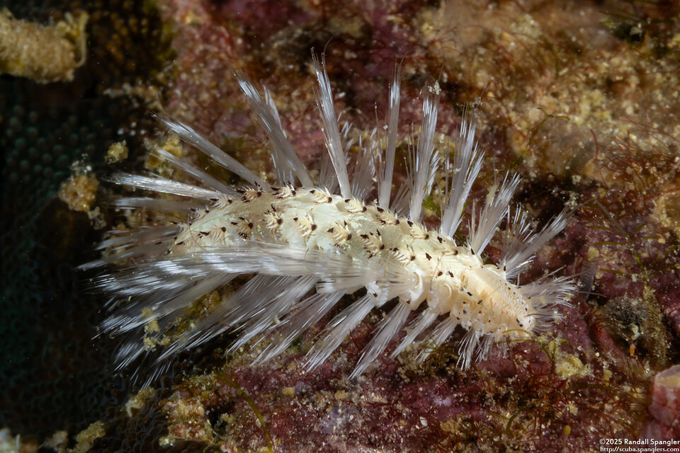 Chloeia bemisae (Chloeia bemisae)