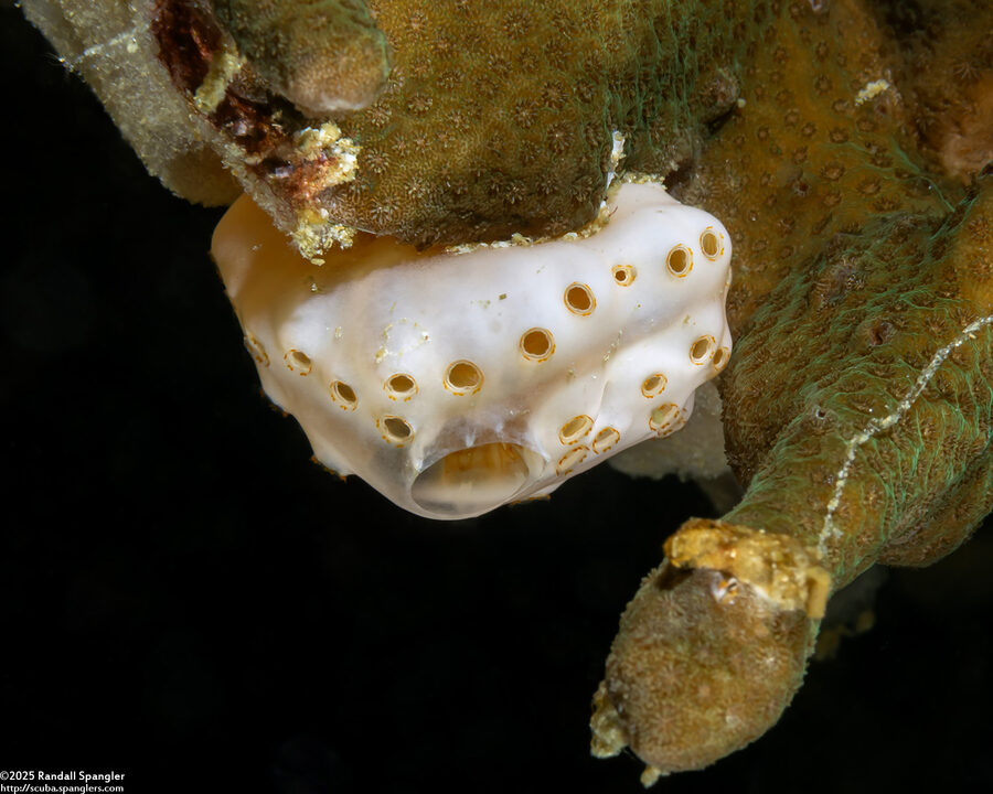 Aplidium breviventer (Aplidium Breviventer)