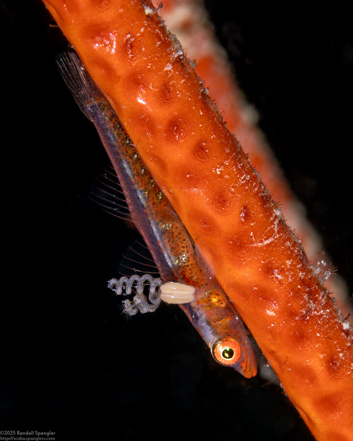 Bryaninops amplus (Large Whip Goby)