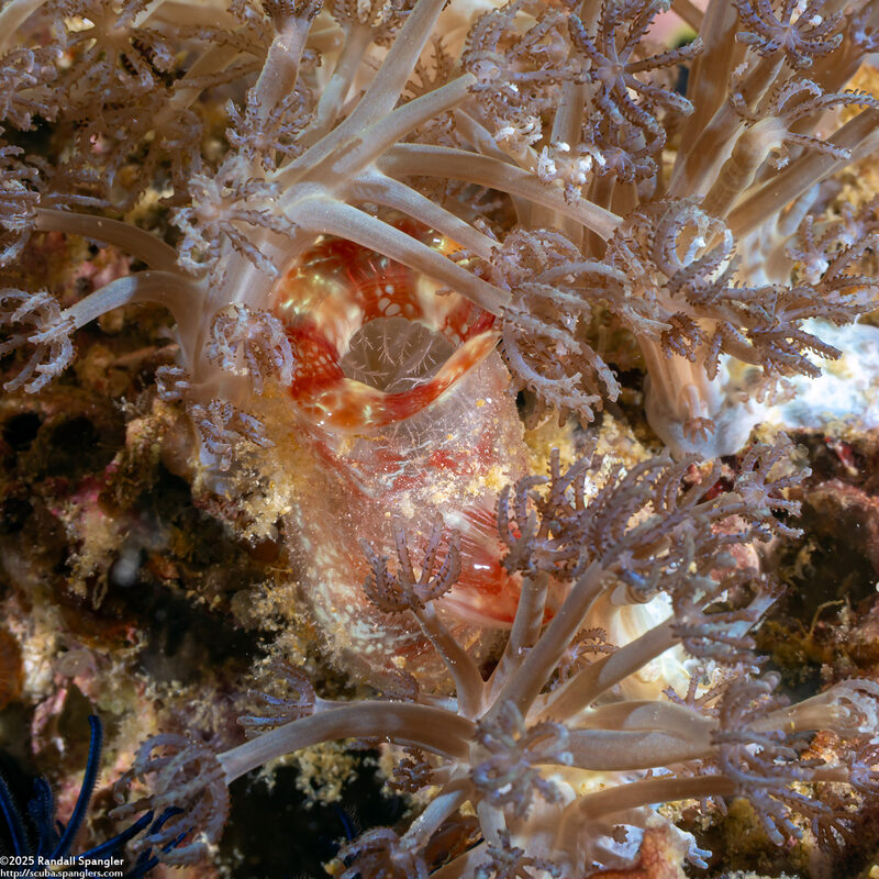 Herdmania momus (Herdman's Sea Squirt)