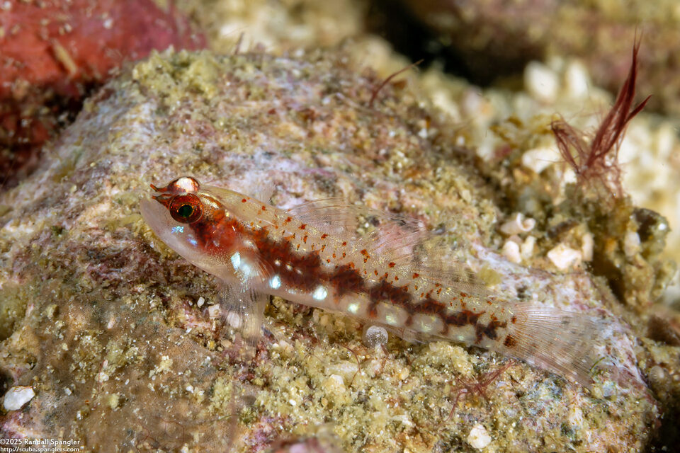 Eviota shimadai (Shimada's Dwarfgoby)