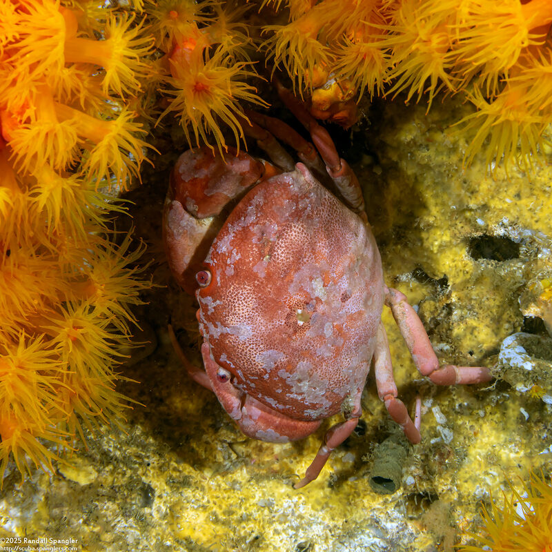 Carpilius convexus (Convex Crab)