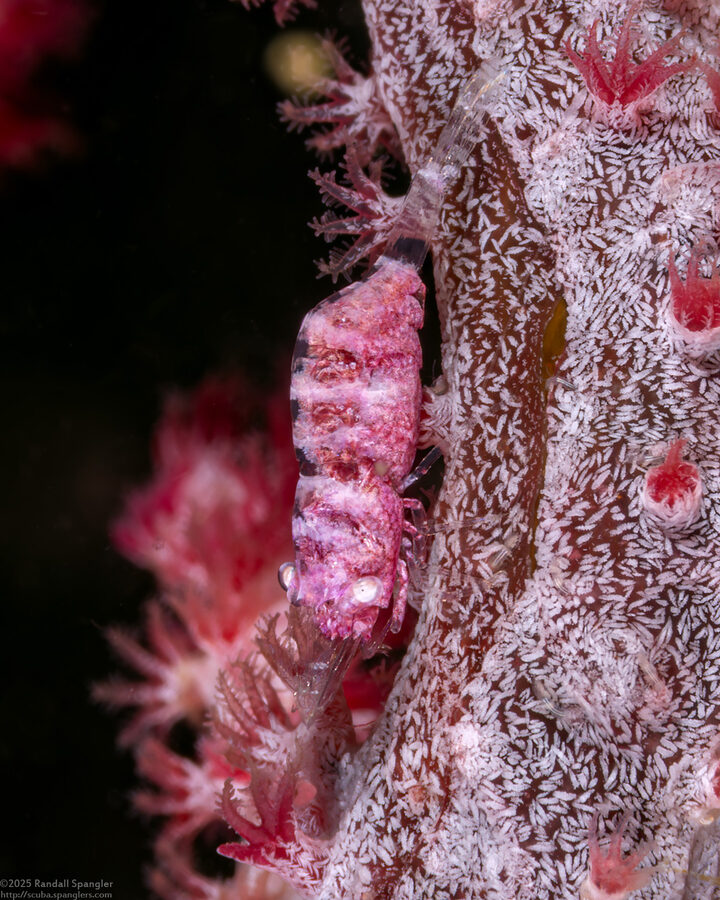 Hamodactylus boschmai (Boschma's Gorgonian Shrimp)
