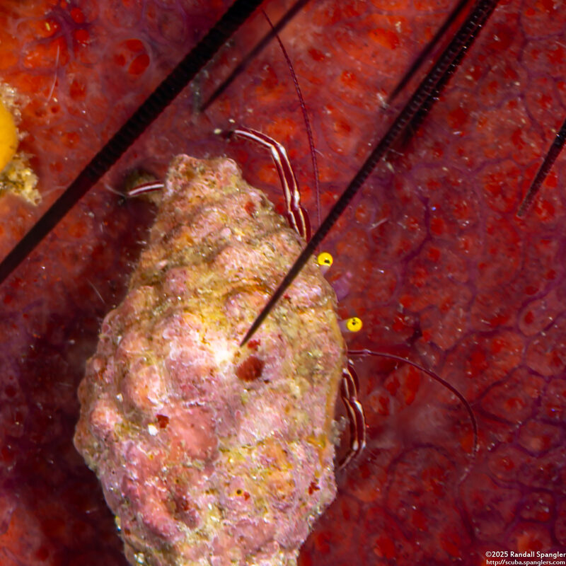 Pylopaguropsis fimbriata (Tasseled Hermit Crab)