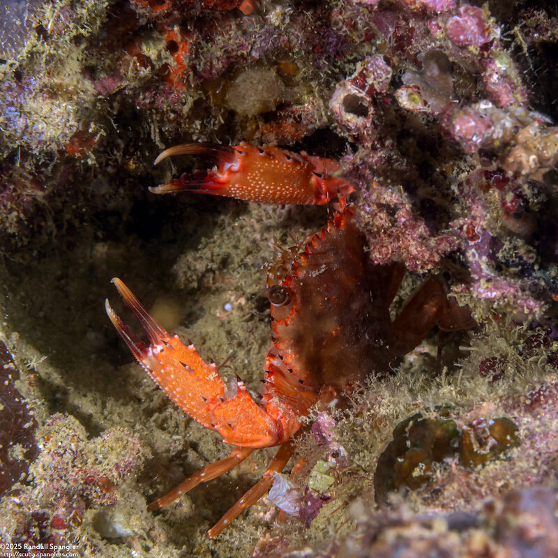 Gonioinfradens paucidentatus (Red Swimming Crab)